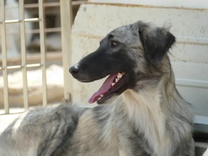 Dabby sucht ihr Zuhause (noch auf Sardinien) Bild 3