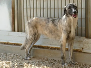 Dabby sucht ihr Zuhause (noch auf Sardinien) Bild 2