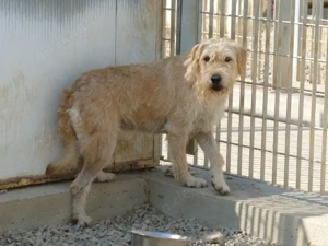 Onda sucht ihr Zuhause (noch auf Sardinien) Bild 2