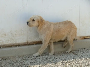 Onda sucht ihr Zuhause (noch auf Sardinien) Bild 3