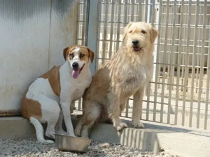 Onda sucht ihr Zuhause (noch auf Sardinien) Bild 6