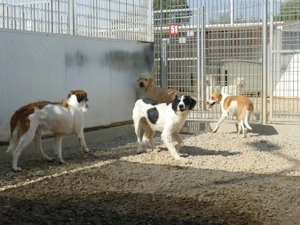 Onico sucht sein Zuhause (noch auf Sardinien) Bild 6