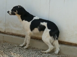 Onico sucht sein Zuhause (noch auf Sardinien) Bild 2