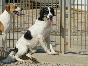 Onico sucht sein Zuhause (noch auf Sardinien) Bild 3