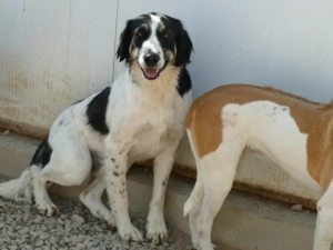 Onico sucht sein Zuhause (noch auf Sardinien) Bild 5