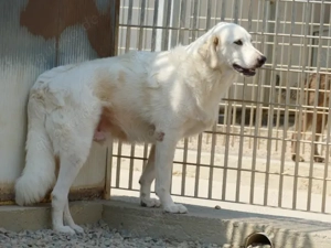 Zorion sucht sein Zuhause (noch auf Sardinien) Bild 5