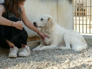 Zorion sucht sein Zuhause (noch auf Sardinien) Bild 4