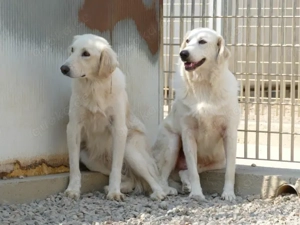 Zorion sucht sein Zuhause (noch auf Sardinien) Bild 3