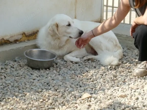 Zorion sucht sein Zuhause (noch auf Sardinien) Bild 6