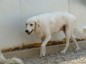 Zorion sucht sein Zuhause (noch auf Sardinien) Bild 2