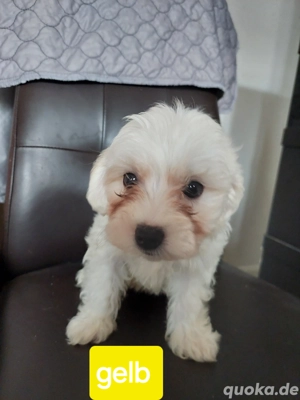Malteser Weibchen 