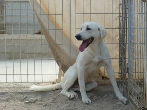 Onorio sucht sein Zuhause (noch auf Sardinien) Bild 6