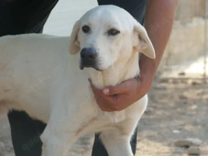 Onorio sucht sein Zuhause (noch auf Sardinien) Bild 1