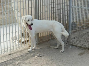 Onorio sucht sein Zuhause (noch auf Sardinien) Bild 4