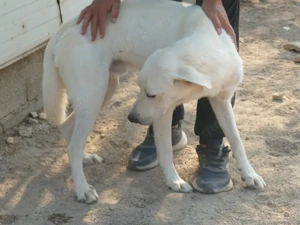 Onorio sucht sein Zuhause (noch auf Sardinien) Bild 5