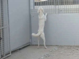 Onorio sucht sein Zuhause (noch auf Sardinien) Bild 3