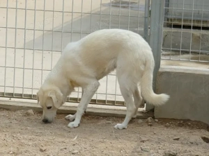 Oside sucht ihr Zuhause (noch auf Sardinien) Bild 5