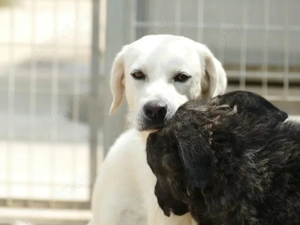 Oside sucht ihr Zuhause (noch auf Sardinien) Bild 3