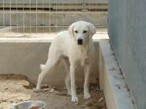 Oside sucht ihr Zuhause (noch auf Sardinien) Bild 4