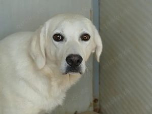 Oside sucht ihr Zuhause (noch auf Sardinien)