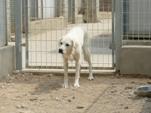 Oside sucht ihr Zuhause (noch auf Sardinien) Bild 6