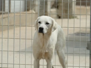 Oside sucht ihr Zuhause (noch auf Sardinien) Bild 2