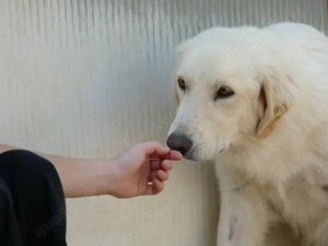 Derek sucht sein Zuhause (noch auf Sardinien) Bild 2