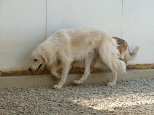 Derek sucht sein Zuhause (noch auf Sardinien) Bild 5