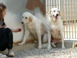 Derek sucht sein Zuhause (noch auf Sardinien) Bild 4