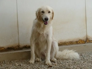 Derek sucht sein Zuhause (noch auf Sardinien) Bild 3