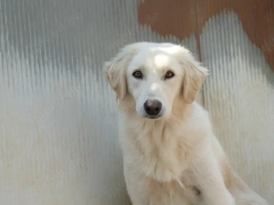 Derek sucht sein Zuhause (noch auf Sardinien)