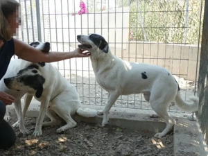 Armonia sucht ihr Zuhaue (noch auf Sardinien) Bild 5