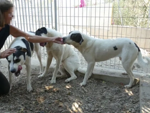 Armonia sucht ihr Zuhaue (noch auf Sardinien) Bild 3