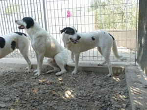 Armonia sucht ihr Zuhaue (noch auf Sardinien) Bild 6