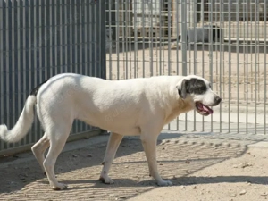 Armonia sucht ihr Zuhaue (noch auf Sardinien) Bild 2