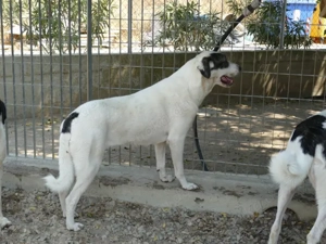 Armonia sucht ihr Zuhaue (noch auf Sardinien) Bild 4