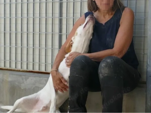 Giannini sucht sein Zuhause Bild 6