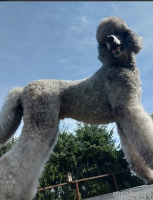 Königspudel Silber Deckrüde 