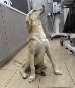 Shaggy, geb. ca. 04 2025, lebt in GRIECHENLAND, im städt. Tierheim Serres  Bild 10