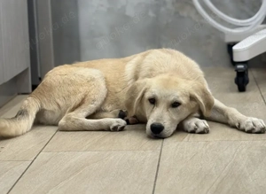 Shaggy, geb. ca. 04 2025, lebt in GRIECHENLAND, im städt. Tierheim Serres  Bild 5