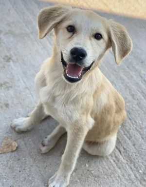 Shaggy, geb. ca. 04 2025, lebt in GRIECHENLAND, im städt. Tierheim Serres  Bild 4