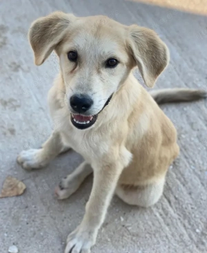 Shaggy, geb. ca. 04 2025, lebt in GRIECHENLAND, im städt. Tierheim Serres  Bild 3