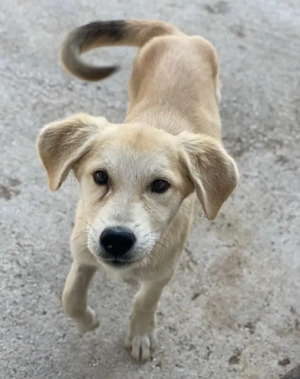 Shaggy, geb. ca. 04 2025, lebt in GRIECHENLAND, im städt. Tierheim Serres  Bild 7