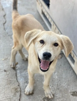 Shaggy, geb. ca. 04 2025, lebt in GRIECHENLAND, im städt. Tierheim Serres  Bild 9