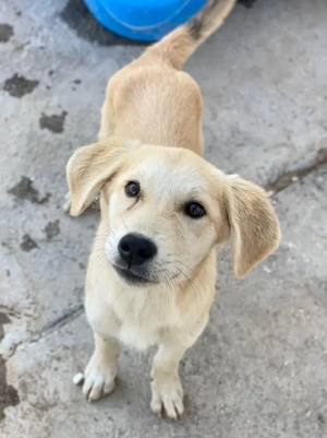 Shaggy, geb. ca. 04 2025, lebt in GRIECHENLAND, im städt. Tierheim Serres  Bild 6