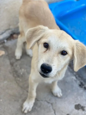 Shaggy, geb. ca. 04 2025, lebt in GRIECHENLAND, im städt. Tierheim Serres  Bild 8