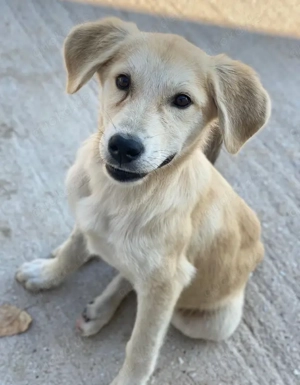 Shaggy, geb. ca. 04 2025, lebt in GRIECHENLAND, im städt. Tierheim Serres  Bild 2