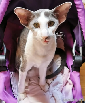 Orientalisch Kurzhaar Kätzin 