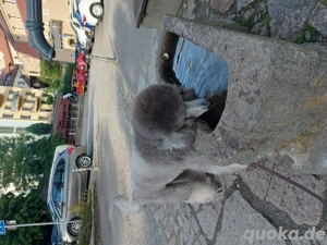 Königspudel Großpudel Deckrüde  Bild 9