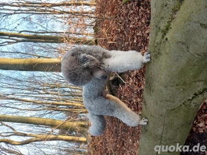 Königspudel Großpudel Deckrüde  Bild 10